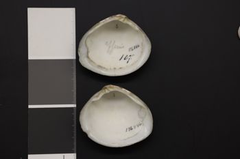 Media type: image;   Malacology 176886 Description: Preserved specimen.;